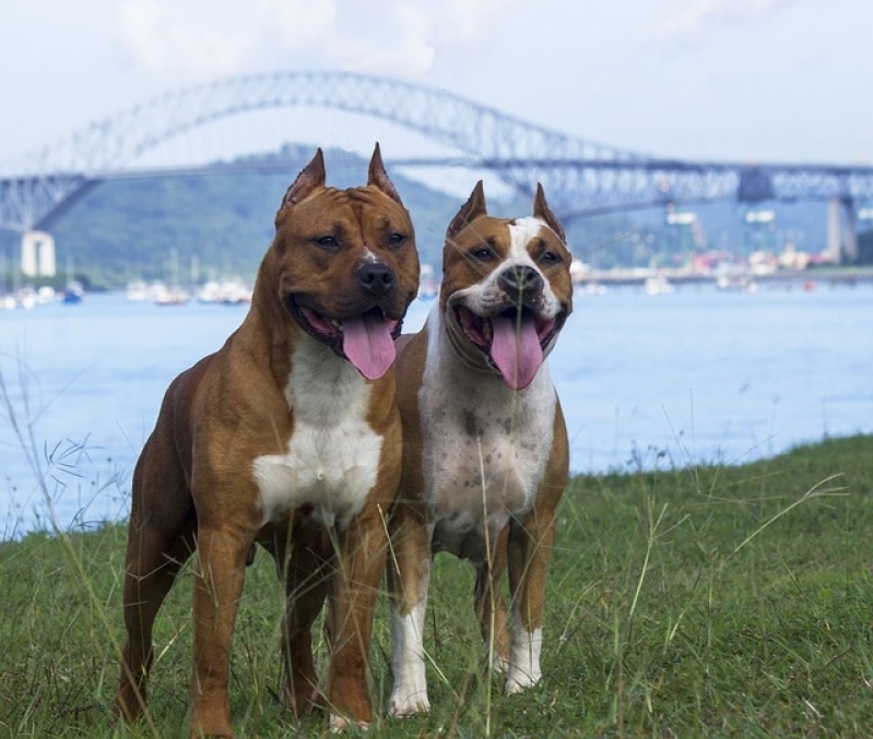 Médicos Veterinários para Atendimento em Casa Vila Curuçá - Médico Veterinário com Consulta Residencial