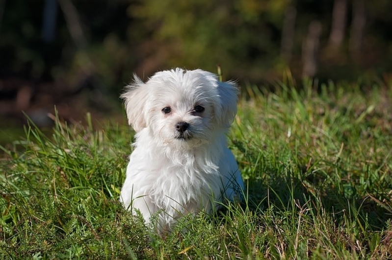 Onde Encontrar Médico Veterinário Consulta Parque do Carmo - Médico Veterinário em Domicílio