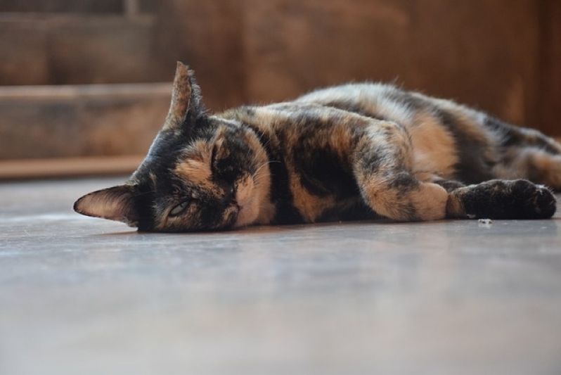 Onde Encontro Atendimento Médico para Animais em Residência Cidade Jardim - Atendimento para Gatos em Casa