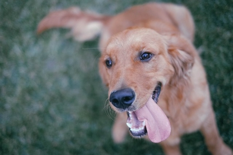 Onde Encontro Atendimento para Animais em Casa Ibirapuera - Atendimento Veterinário para Cães