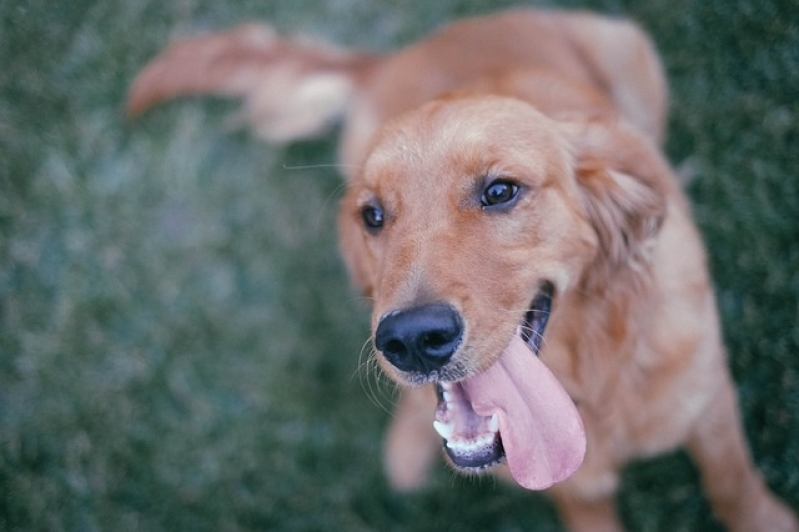 Onde Encontro Atendimento para Animais em Casa Cidade Patriarca - Atendimento Veterinário a Domicílio