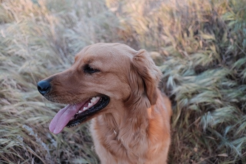 Onde Encontro Atendimento para Cães em Casa Brasilândia - Atendimento Veterinário em Domicílio