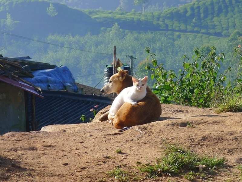 Onde Encontro Atendimento para Cães Residencial Jaçanã - Atendimento para Animais em Casa