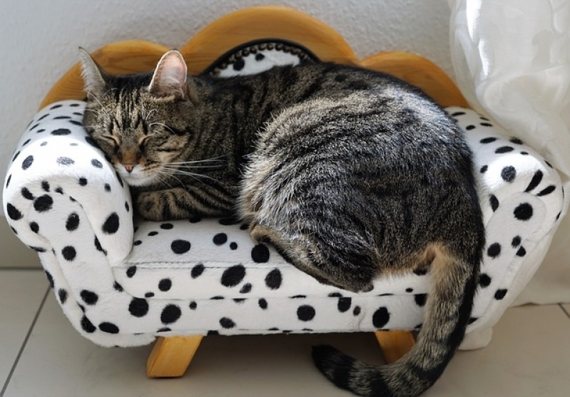 Onde Encontro Atendimento para Gatos em Casa Santa Cecília - Atendimento para Gatos em Casa