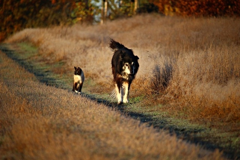 Onde Encontro Atendimento Veterinário para Cães Cidade Jardim - Atendimento Veterinário para Cães