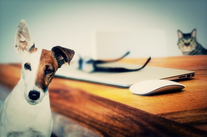 Onde Encontro Atendimento Veterinário Residencial Ibirapuera - Atendimento para Animais em Casa