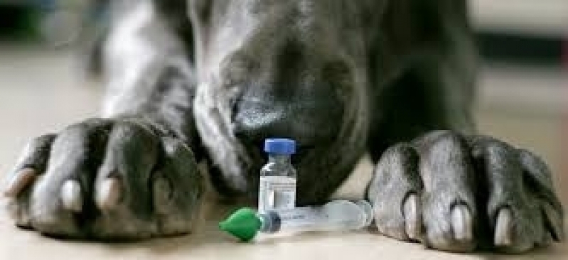 Onde Encontro Clinica para Cachorro Água Rasa - Clinica Veterinária Animais