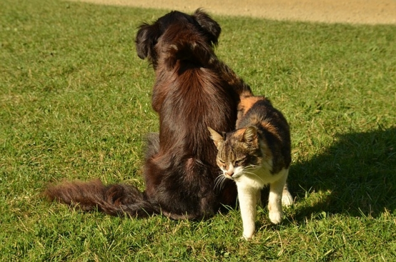 Onde Encontro Consulta de Veterinário Cachoeirinha - Consulta Rápida Veterinária