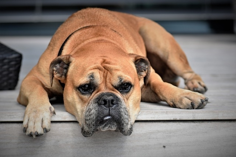 Onde Encontro Consulta Veterinária para Animais Exóticos Santo Amaro - Consulta Veterinária Residencial