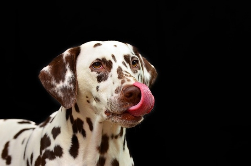 Onde Encontro Consulta Veterinária Vila Leopoldina - Consulta Rápida Veterinária