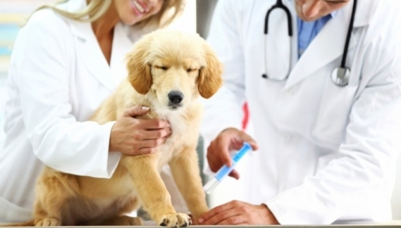Onde Encontro Médico Veterinário Vila Esperança - Clinica para Cachorro