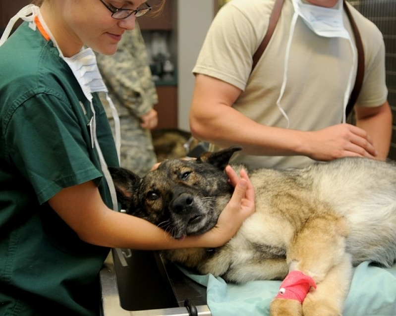 Onde Encontro Tratamento de Feridas Abertas em Cães Interlagos - Tratamento de Feridas em Cães e Gatos