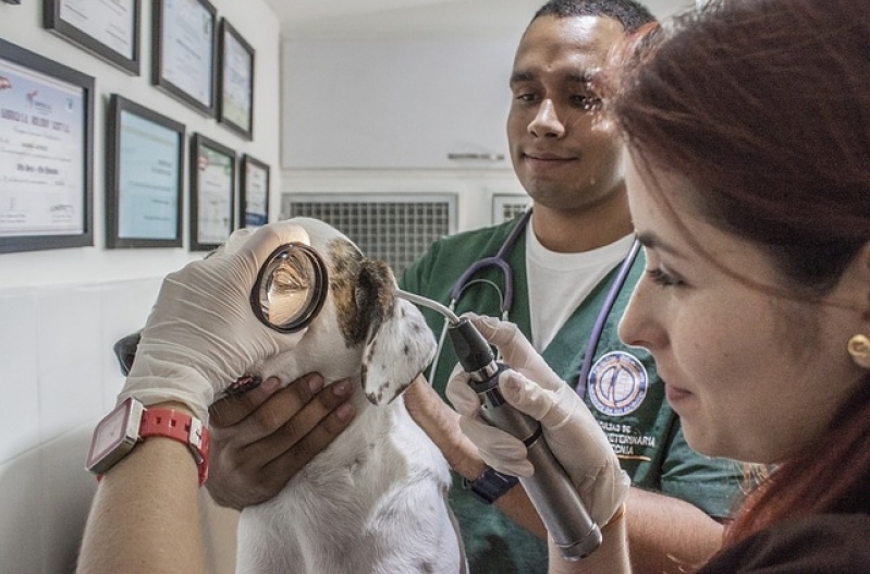 Onde Encontro Tratamento de Feridas Cutâneas em Cães e Gatos Cachoeirinha - Tratamento de Feridas em Pequenos Animais