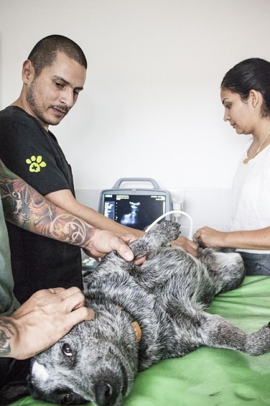 Onde Encontro Tratamento de Feridas em Animais Parque São Rafael - Tratamento de Feridas em Pequenos Animais