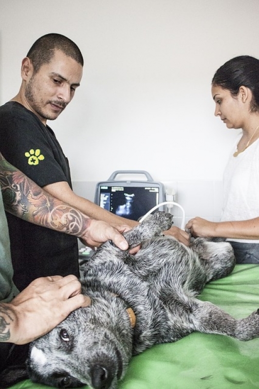 Onde Encontro Tratamento de Feridas em Animais Bairro do Limão - Tratamento para Feridas em Gatos