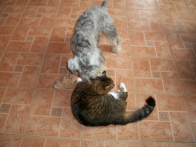 Onde Encontro Tratamento de Feridas em Cães e Gatos Jockey Club - Tratamento de Feridas em Animais a Domicílio