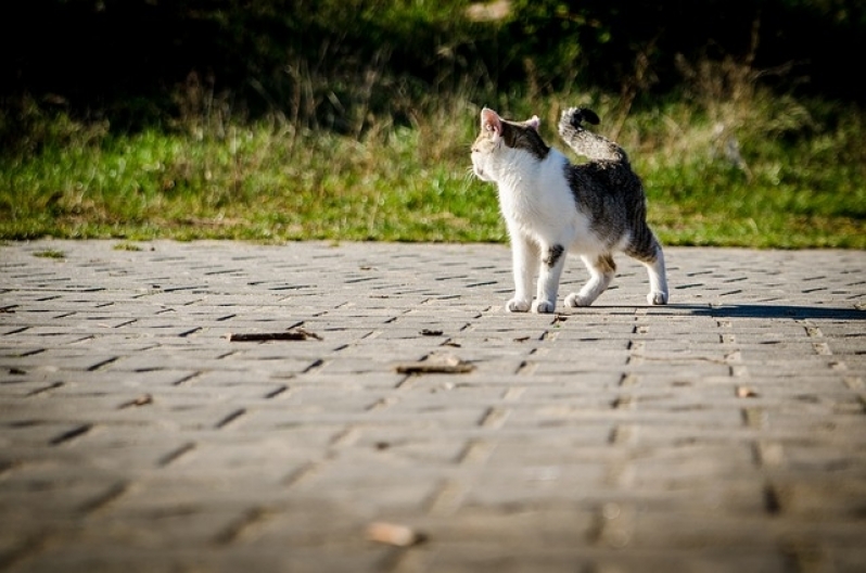 Onde Encontro Tratamento de Feridas em Pequenos Animais Ermelino Matarazzo - Tratamento de Feridas em Cães e Gatos