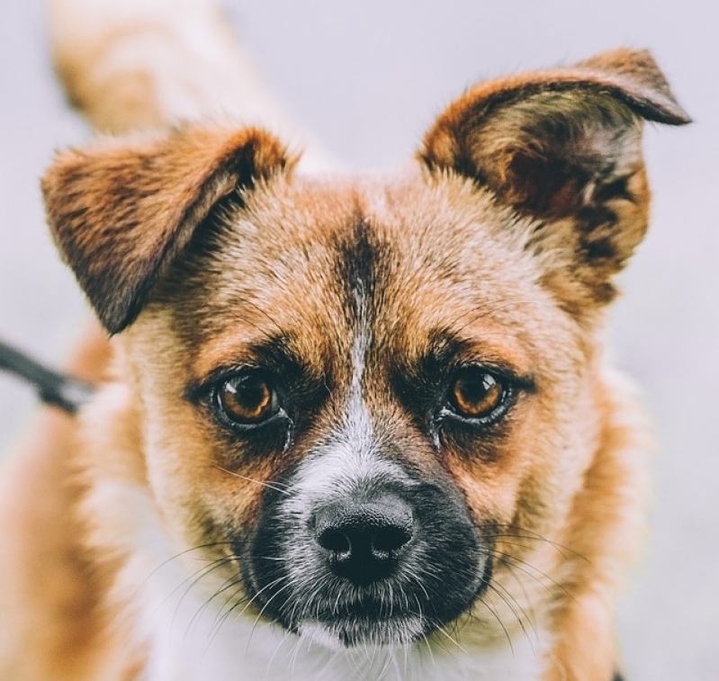 Onde Encontro Vacina em Cachorro Jaguaré - Vacinação de Cães