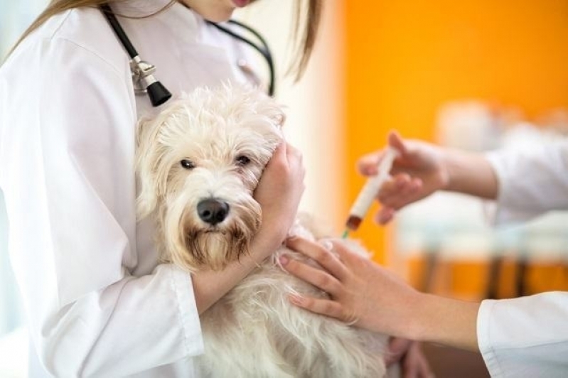 Onde Encontro Vacinação Clinica Veterinária Brás - Vacina para Animais