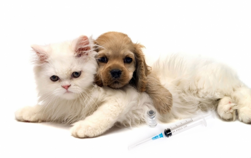 Onde Encontro Vacinação em Animais de Companhia Santo Amaro - Vacinação em Animais Domésticos