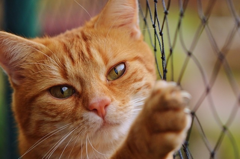 Onde Encontro Vacinação para Animais em Casa Sumaré - Vacinação a Domicílio para Animais