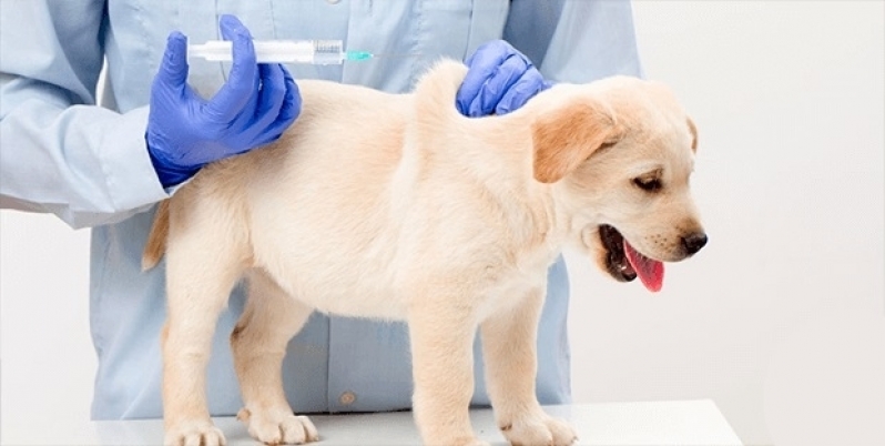 Vacinas em Cachorros Filhotes