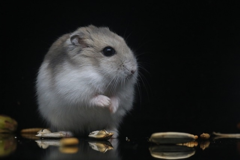 Onde Encontro Veterinário para Hamster Campo Limpo - Veterinário Animais Silvestres