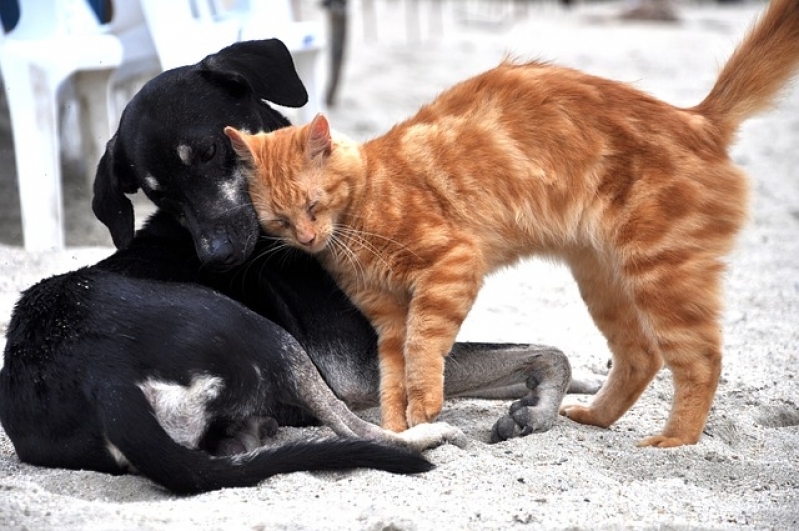 Quanto Custa Atendimento Médico Veterinário Jaçanã - Atendimento para Animais em Casa