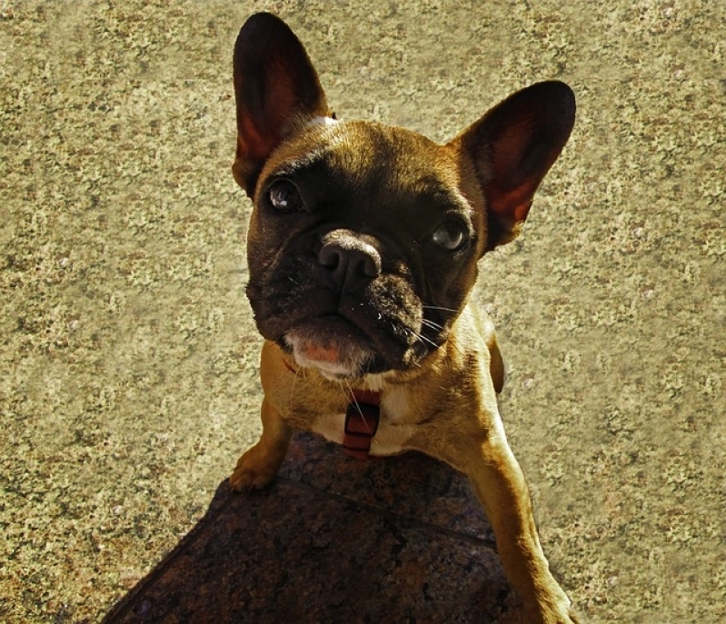 Quanto Custa Atendimento para Animais em Casa Sacomã - Atendimento para Animais em Casa