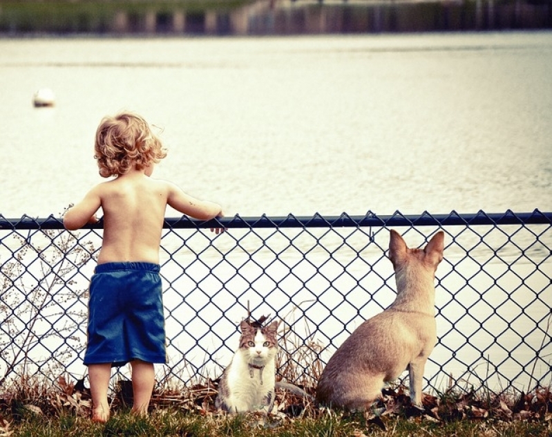 Quanto Custa Atendimento para Cães em Casa Vila Esperança - Atendimento para Gatos em Casa