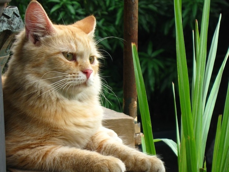 Quanto Custa Atendimento para Cães Residencial Rio Pequeno - Atendimento para Gatos em Casa