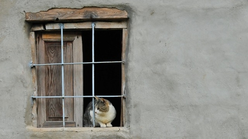 Quanto Custa Atendimento para Gatos em Casa Jardins - Atendimento para Cães Residencial