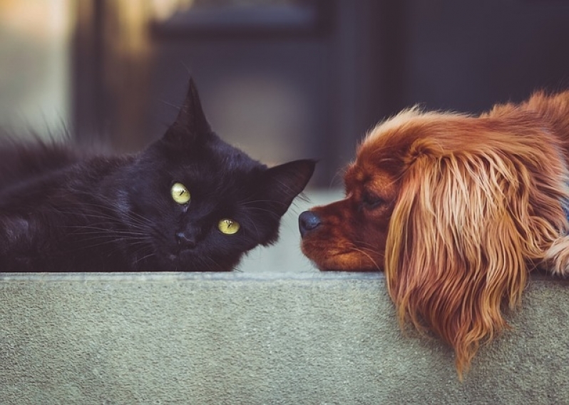 Quanto Custa Atendimento Veterinário Residencial Cachoeirinha - Atendimento para Cães em Casa