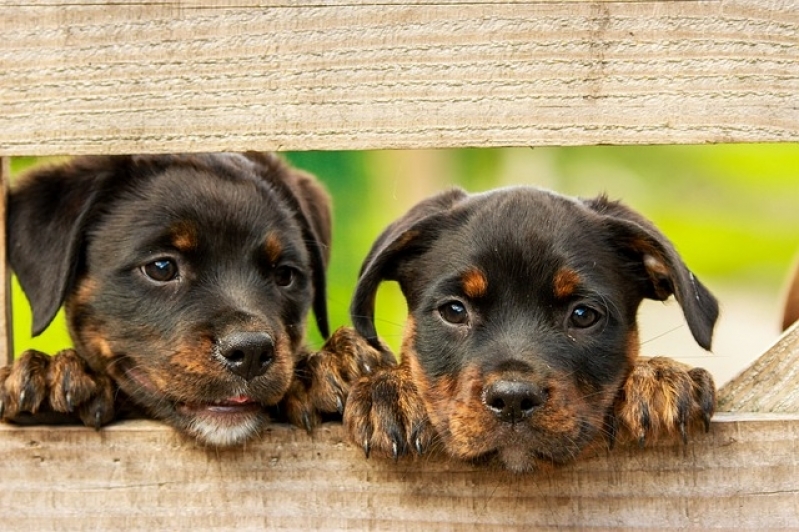 Quanto Custa Consulta Veterinária a Domicilio Belém - Consulta de Veterinário