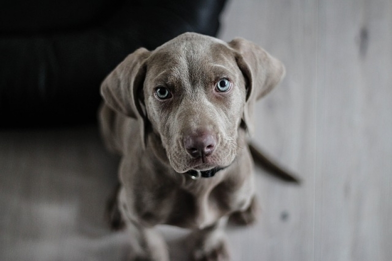 Quanto Custa Consulta Veterinária para Animais Domésticos Sumaré - Consulta Veterinária para Animais Exóticos