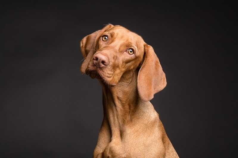 Quanto Custa Consulta Veterinária para Animais Exóticos Lapa - Consulta Veterinária a Domicilio