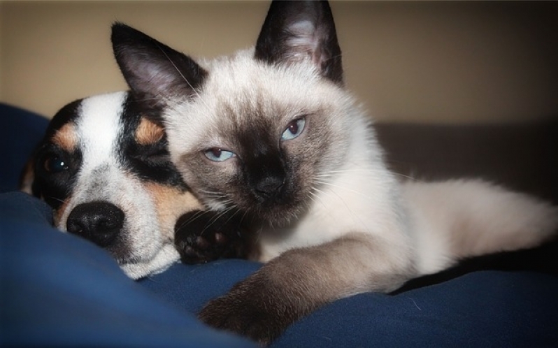 Quanto Custa Consulta Veterinária Residencial Bairro do Limão - Consulta Veterinária para Animais Domésticos