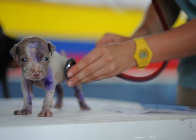 Quanto Custa Tratamento de Feridas Abertas em Cães Praça da Arvore - Tratamento de Feridas em Animais a Domicílio