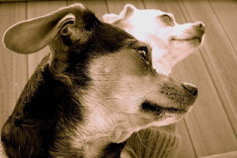 Quanto Custa Tratamento de Feridas em Animais Domésticos Santana - Tratamento de Feridas em Cães e Gatos