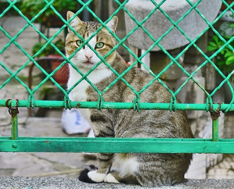 Quanto Custa Tratamento de Feridas em Animais Parelheiros - Tratamento para Feridas em Gatos