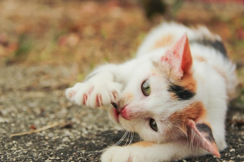 Quanto Custa Tratamento de Feridas em Cães e Gatos Jaguaré - Tratamento de Feridas em Animais