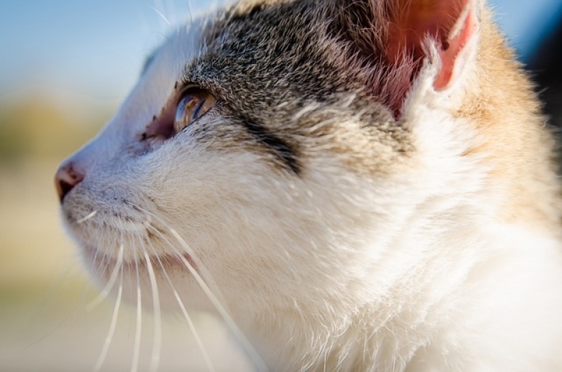 Quanto Custa Tratamento de Feridas em Pequenos Animais Interlagos - Tratamento para Feridas em Gatos