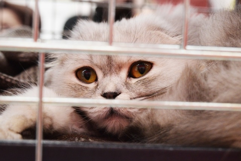 Quanto Custa Tratamento para Feridas em Gatos Aeroporto - Tratamento de Feridas Abertas em Cães