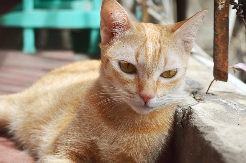 Quanto Custa Vacinação em Animais a Domicílio Rio Pequeno - Vacinação para Cães em Domicílio