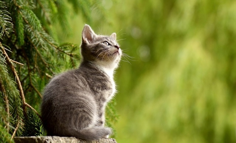 Quanto Custa Vacinação em Animais Domésticos Cambuci - Vacinação para Gatos em Casa