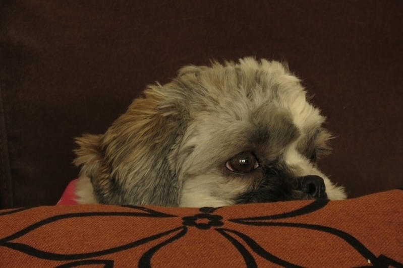 Quanto Custa Vacinação em Cachorros Lapa - Vacinação em Cachorros