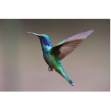 animais veterinária valor Pirituba