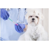 aonde tem vacinas clinica veterinária Itaquera