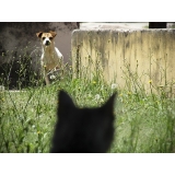atendimento para cães residencial preço Pinheiros