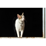 atendimento para gatos em casa preço Butantã